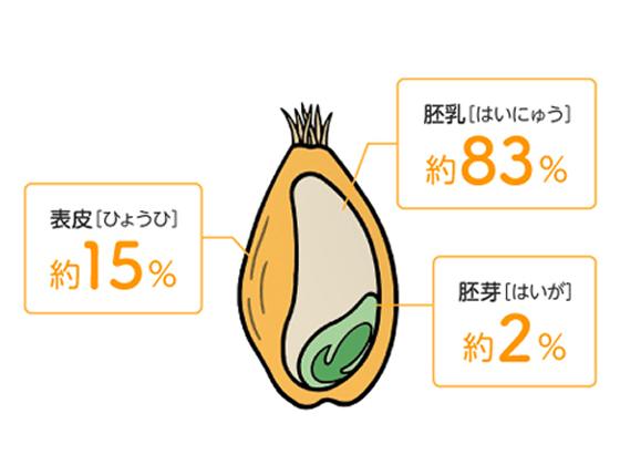 小麦の部位と栄養