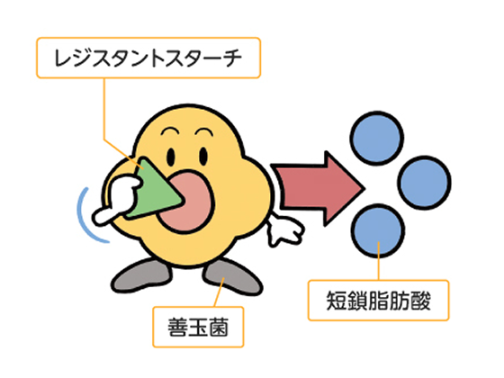 レジスタントスターチ